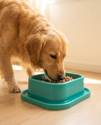 Comedouro Plástico Anti Formiga G 1000ml — para cães de médio porte